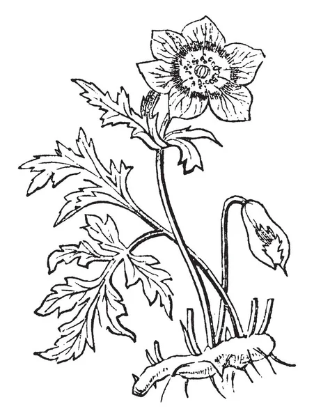 Kép Mutatja Egy Növény Anemone Coronaria Amely Más Néven Poppy — Stock Vector