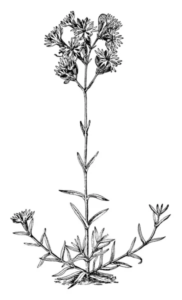 植物のイメージです ベクトル図 — ストックベクタ