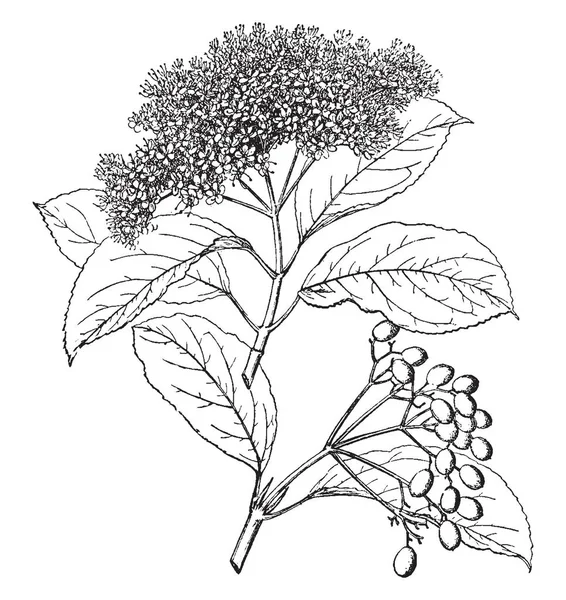 Viburnum Cassinoides Deciduous Shrub Flowers Creamy White Vintage Line Drawing — Stock Vector