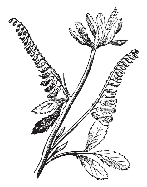 Ceci Est Une Image Une Plante Appelée Melilot Cette Pointe — Image vectorielle