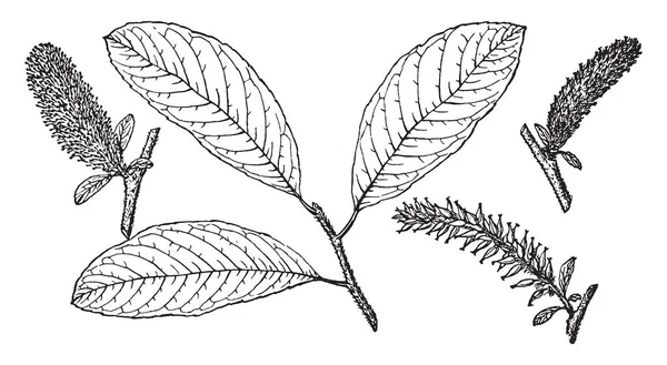 Ramo Del Salice Hooker Con Foglie Forma Ovale Che Sono — Vettoriale Stock