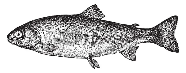 Regenbogenforelle Ist Bei Fischzüchtern Vintage Linienzeichnung Oder Gravierillustration Recht Weit — Stockvektor