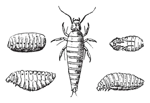 Hmyzí Larvy Nymfy Známo Vintage Ryté Ilustrace Přírodní Historie Zvířat — Stockový vektor