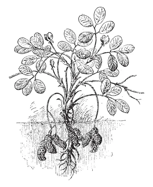这是一个花生 Vine 的形象 是花生的全部植物 果实在地下生长 叶子生长上侧 它在食品 复古线条画或雕刻插图中使用 — 图库矢量图片