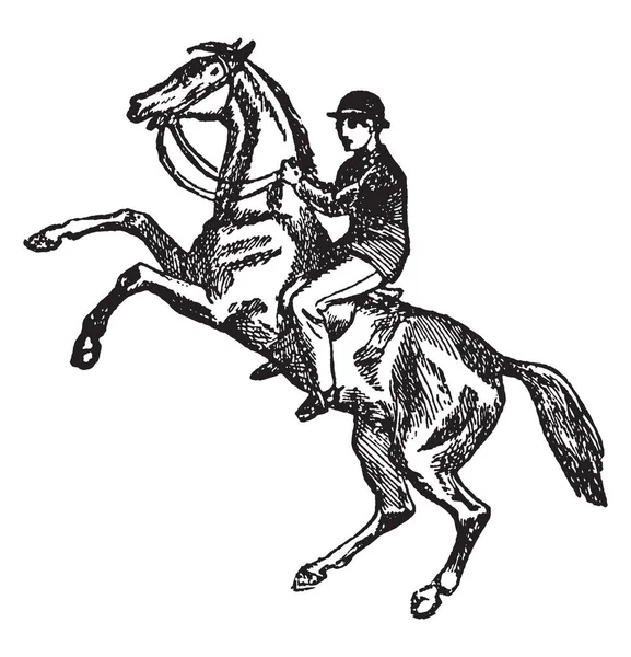 Hombre Está Entrenando Caballo Para Montar Caballo Dibujo Línea Vintage — Archivo Imágenes Vectoriales