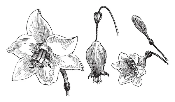 Eucharis Dat Een Geslacht Van Zuid Amerikaanse Scapose Kruiden Heeft — Stockvector