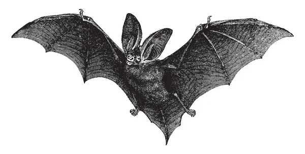 Hnědá Dlouhá Ušatý Bat Savec Čeledi Vespertilionidae Večer Netopýrů Vintage — Stockový vektor