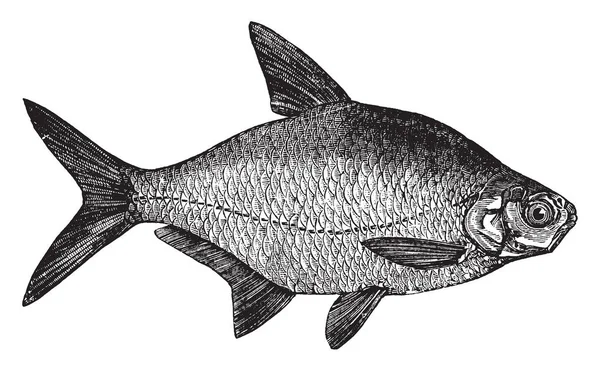 Braxen Europeiska Arter Sötvattensfisk Vintage Linje Ritning Eller Gravyr Illustration — Stock vektor