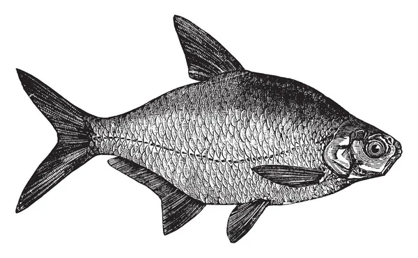 Bream Est Une Espèce Européenne Poissons Eau Douce Dessin Ligne — Image vectorielle