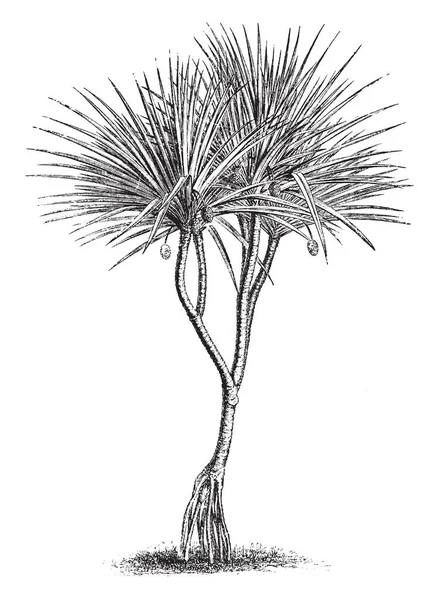 显示潘达努斯 Utulis 的图片 Pandanaceae 家族的树叶很长很浓 茎厚和圆形 复古线条画或雕刻插图 — 图库矢量图片