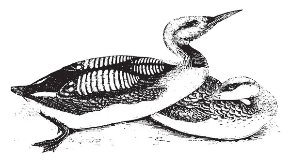 Loon Est Oiseau Plongeur Qui Trouve Nourriture Sous Eau Dessin — Image vectorielle