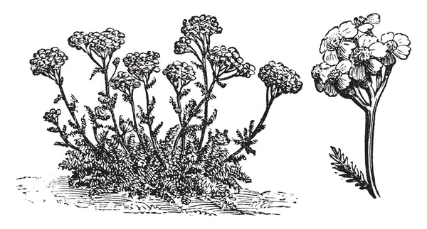 アキレアのキリの草花のイメージ 花の色は Yallow ビンテージの線描画や彫刻イラストに沿って分割 — ストックベクタ