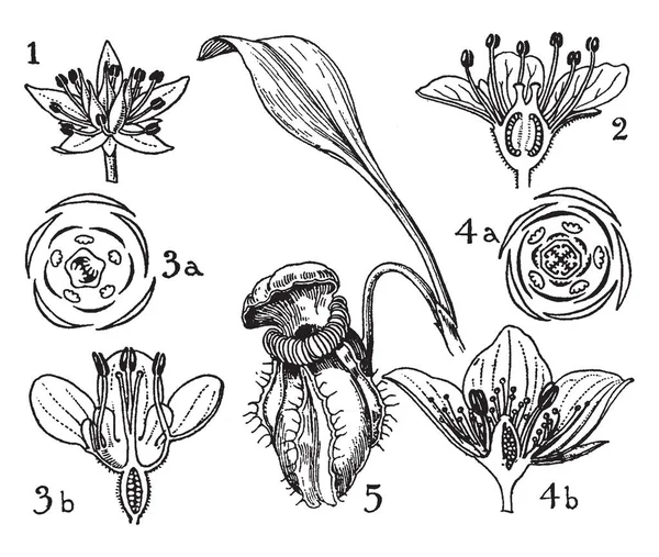 Illustration Flowers Sedum Saxifraga Ribes Parnassia Cephalotus Orders Crassulaceae Saxifragaceae — Stock Vector