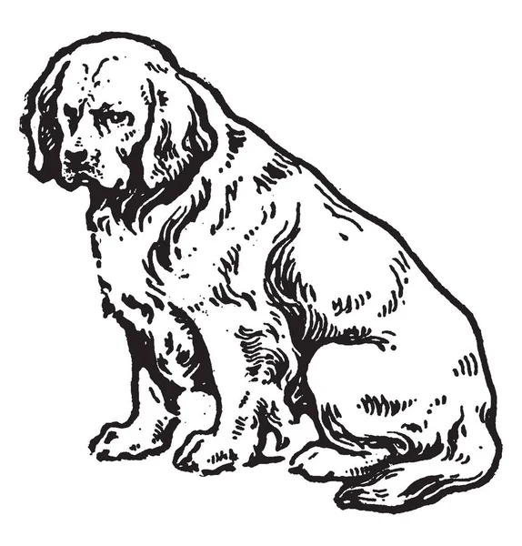 Clumber Spaniel Jest Rasa Psa Typu Spaniel Vintage Rysowania Linii — Wektor stockowy