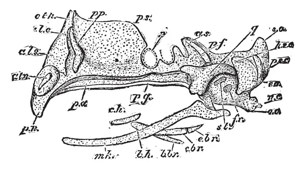 Diagramme Représente Crâne Poussin Étape Deux Dessin Ligne Vintage Illustration — Image vectorielle