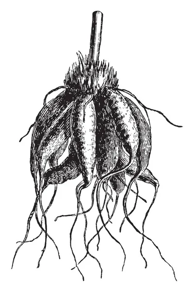 この写真は 庭のラナンキュラスを見せています これは ルートの種類です それは厚くて楕円形 ビンテージの線描画や彫刻イラストです — ストックベクタ