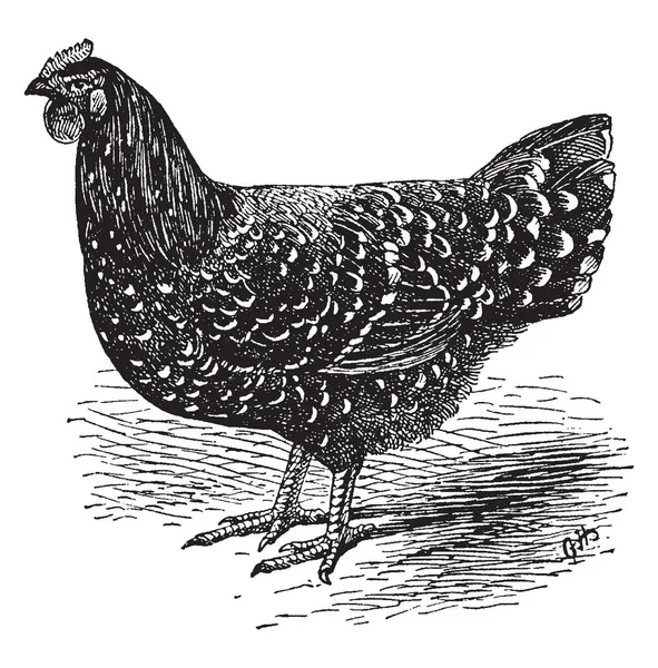 Mottled Java Hen Breed Chicken Originating United States Vintage Line — Stock Vector