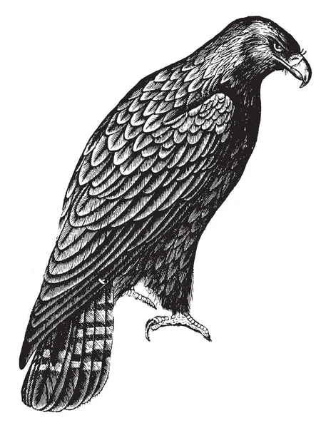 İmparatorluk kartal büyük kas gücü, vintage çizgi çizme veya oyma illüstrasyon ile donatılmış.