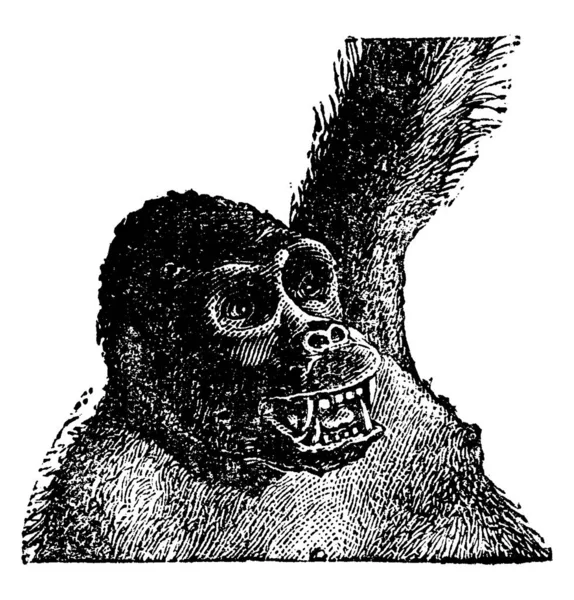 Oude Gorilla Hoofd Vintage Gegraveerd Illustratie Natural History Dieren 1880 — Stockvector