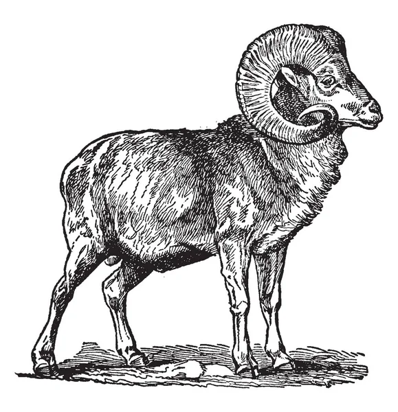 Big Horn Goat Который Существует Диком Полудиком Состоянии Рисунок Винтажной — стоковый вектор