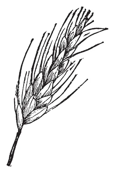 Верхня Частина Цього Пшеничного Врожаю Називається Пшеничним Вухом Вінтажним Малюнком — стоковий вектор