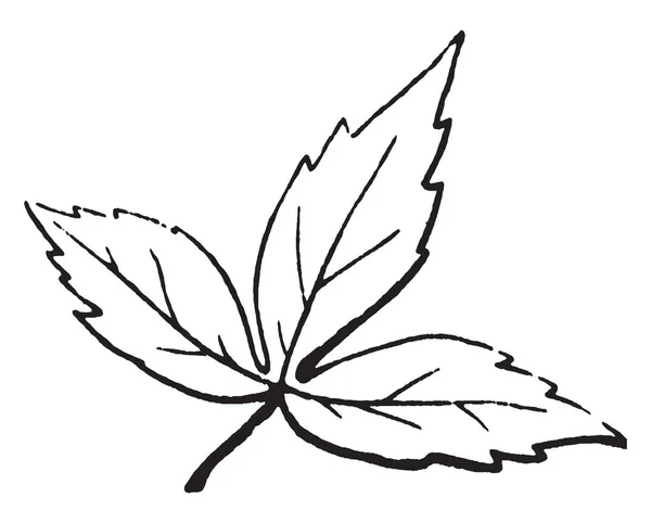 这张图片显示了分叶 叶长而上侧尖锐尖 叶子是齿 复古线条画或雕刻插图 — 图库矢量图片