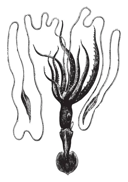 Bonelli Cheiroteuthis Έχει Σώμα Οκτώ Ίντσες Μακρύ Και Μακρύτερο Πλοκάμια — Διανυσματικό Αρχείο