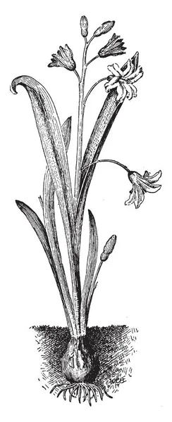 Εικόνα Δείχνει Ένα Ομαδικό Chionodoxa Έχει Έντονο Μπλε Λουλούδια Λευκά — Διανυσματικό Αρχείο