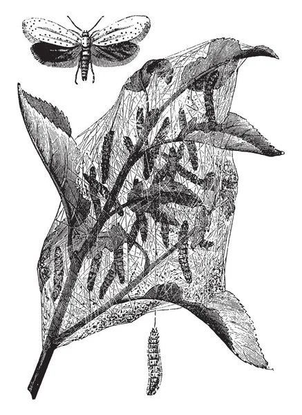 Kleine Stippelmotten Web Van Rupsen Meestal Schadelijk Voor Bomen Struiken — Stockvector