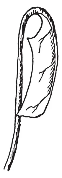 Questa Immagine Mostra Una Foglia Rigida Avere Lama Piegata Verso — Vettoriale Stock