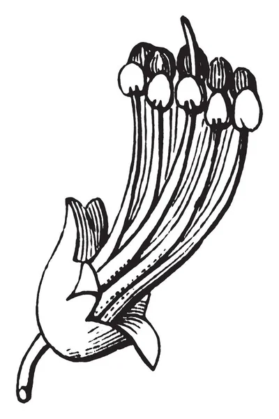 Малюнку Показано Стадію Росту Квітки Хибної Родини Рослин Індиго Вона — стоковий вектор