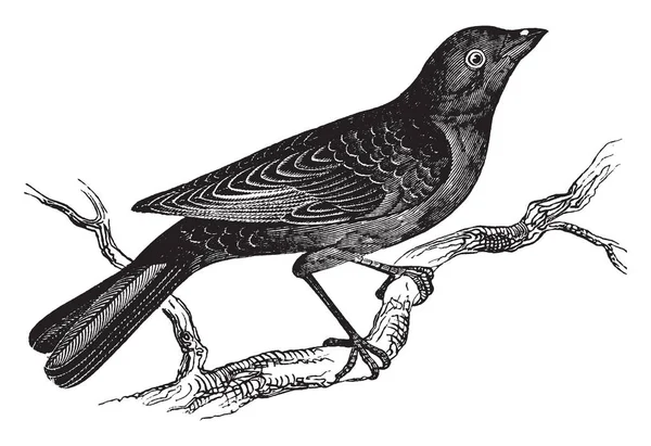 Cow Blackbird Notable Birds Does Build Nest Vintage Line Drawing — Stock Vector