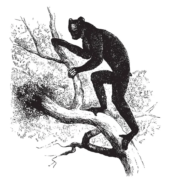 Indri Est Des Grands Lémuriens Vivants Dessin Ligne Vintage Illustration — Image vectorielle