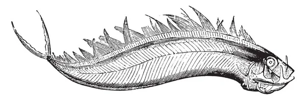 Feet Uzunluğunda Vintage Çizgi Çizme Veya Oyma Illüstrasyon Dealfish Olduğunu — Stok Vektör