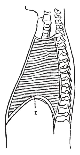 Deze Afbeelding Vertegenwoordigt Vervaldatum Vintage Lijntekening Gravure Illustratie — Stockvector