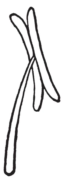 Рисунке Показана Форма Тычинки Части Цветка Содержащего Пыльцу Размножения Карпель — стоковый вектор