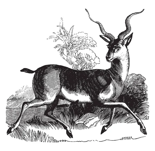 Lunghezza Comune Dell Antilope Quattro Piedi Altezza Due Disegno Linea — Vettoriale Stock