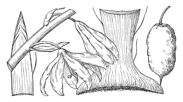 这张图片显示 在美国西南部的兰丝岷江的分支位于 这是一种多年生树 复古线条画或雕刻插图的物种 — 图库矢量图片