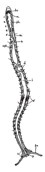 安莱德也被称为环状蠕虫或分段蠕虫是一个大型的植物 有17000种现存的物种 包括虫 复古线画或雕刻插图 — 图库矢量图片