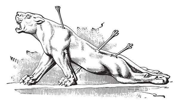 Assyrische Skulptur Verletzte Löwin Gestochene Illustration Industrieenzyklopädie Lami 1875 — Stockvektor