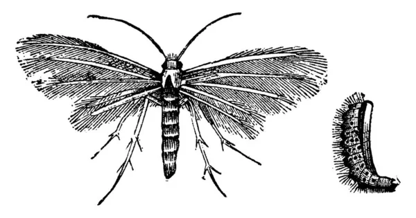 Pterophorus Grawerowana Ilustracja Rocznika Vie Dans Nature 1890 Rok — Wektor stockowy
