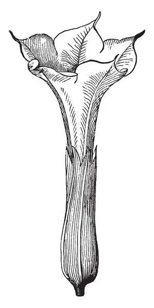 Een Afbeelding Vertoont Datura Stramonium Dit Een Bloem Van Datura — Stockvector