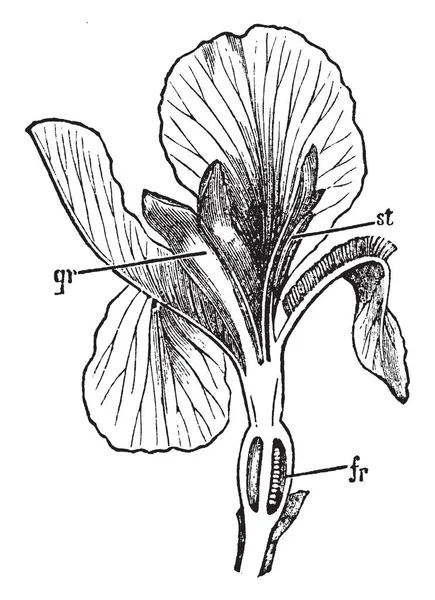 Iris Çiçekler Bazen Aromaterapi Yatıştırıcı Ilaçlar Vintage Çizgi Çizme Veya — Stok Vektör