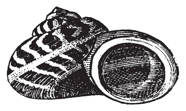 Shell Faz Parte Corpo Gastrópode Caracol Desenho Linha Vintage Ilustração — Vetor de Stock