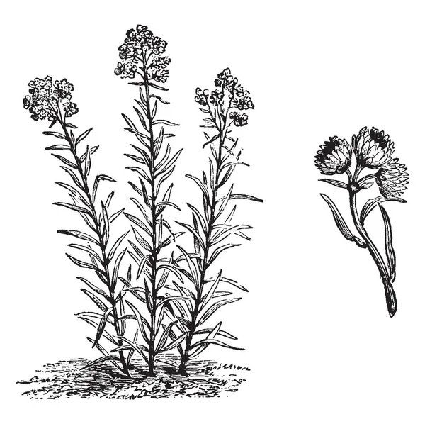 Una Imagen Muestra Planta Flor Antennaria Margaritacea Las Flores Antenaria — Vector de stock