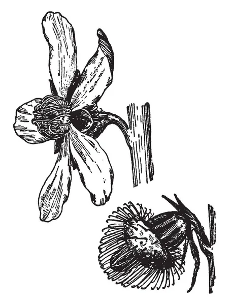 これは花のイメージ キンミズヒキの芽です 花がある短い茎と つの黄色 丸みを帯びた花びら ビンテージの線の描画や彫刻イラスト — ストックベクタ