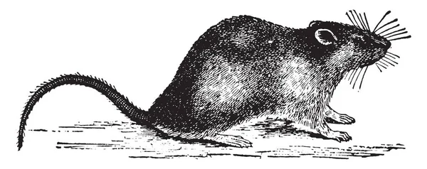 Rat Est Différentes Tailles Moyennes Dessin Ligne Vintage Illustration Gravure — Image vectorielle