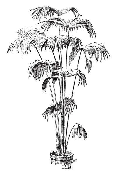 在这个框架中种植 Carludovica Palmet 在一个极点 树的叶子弯曲和弯曲 复古线条画或雕刻插图 — 图库矢量图片