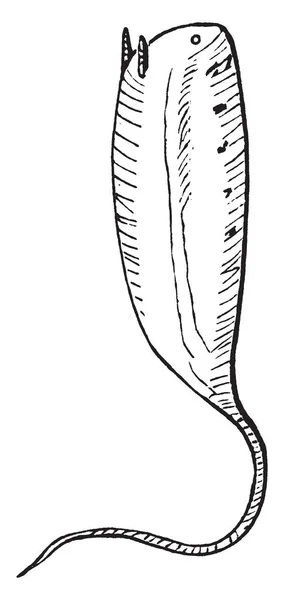 ラット尾うじ虫はハナアブ Eristalini ビンテージの線画の部族に属するやイラストを彫刻の特定の種の幼虫 — ストックベクタ