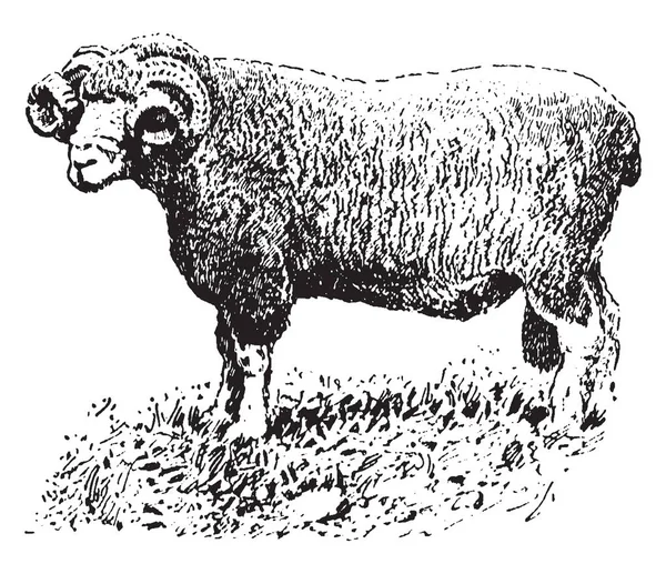 Dorset Horn Ram Conhecido Principalmente Por Seu Cordeiro Prolífico Desenho — Vetor de Stock